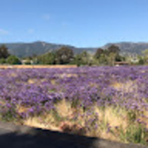 Meet your Posher, Hayley